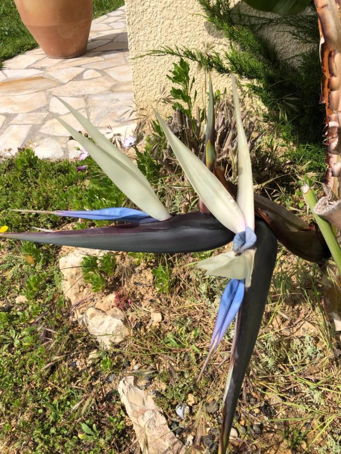 קאן סור מר Villa C3 Arthur Rimbaub Chambre D'Hote Piscine Proche Mer Plage 600M מראה חיצוני תמונה
